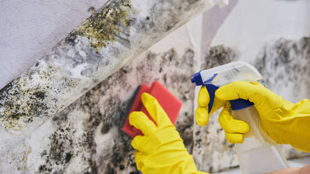 Best Mold Remediation for Healthcare Facilities  in Sulphur Springs, TX